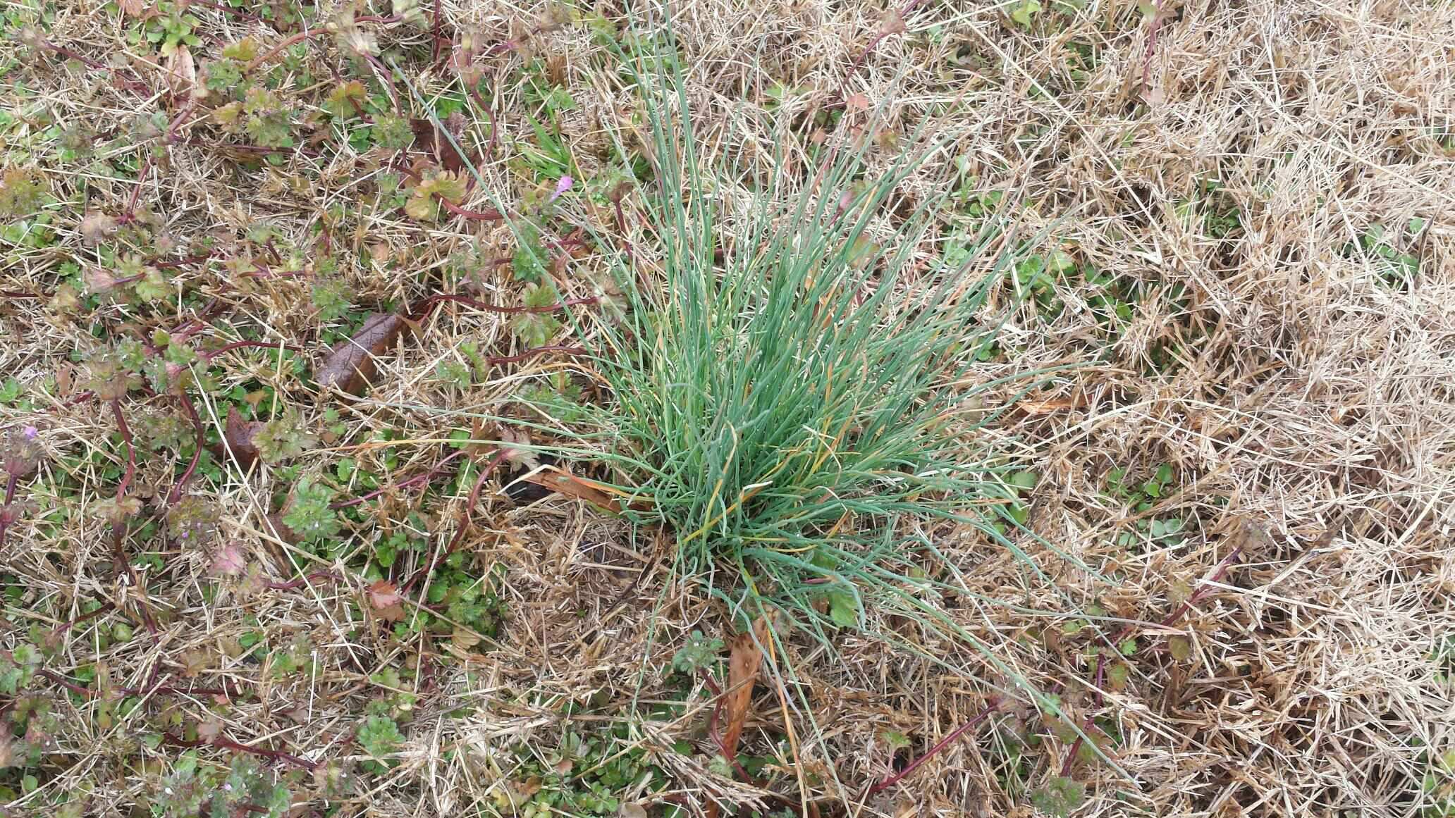 winter grass weeds